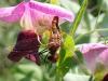 Sympetrum sanguineum